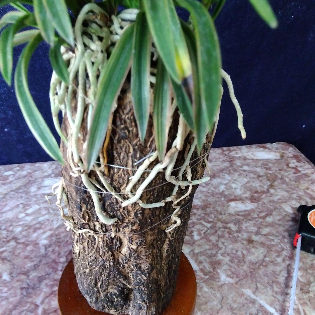 風蘭、富貴蘭、長生蘭