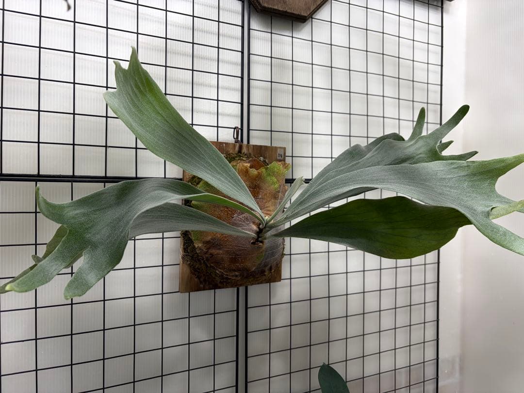 ビカクシダ　ホワイトミスターオート　板付