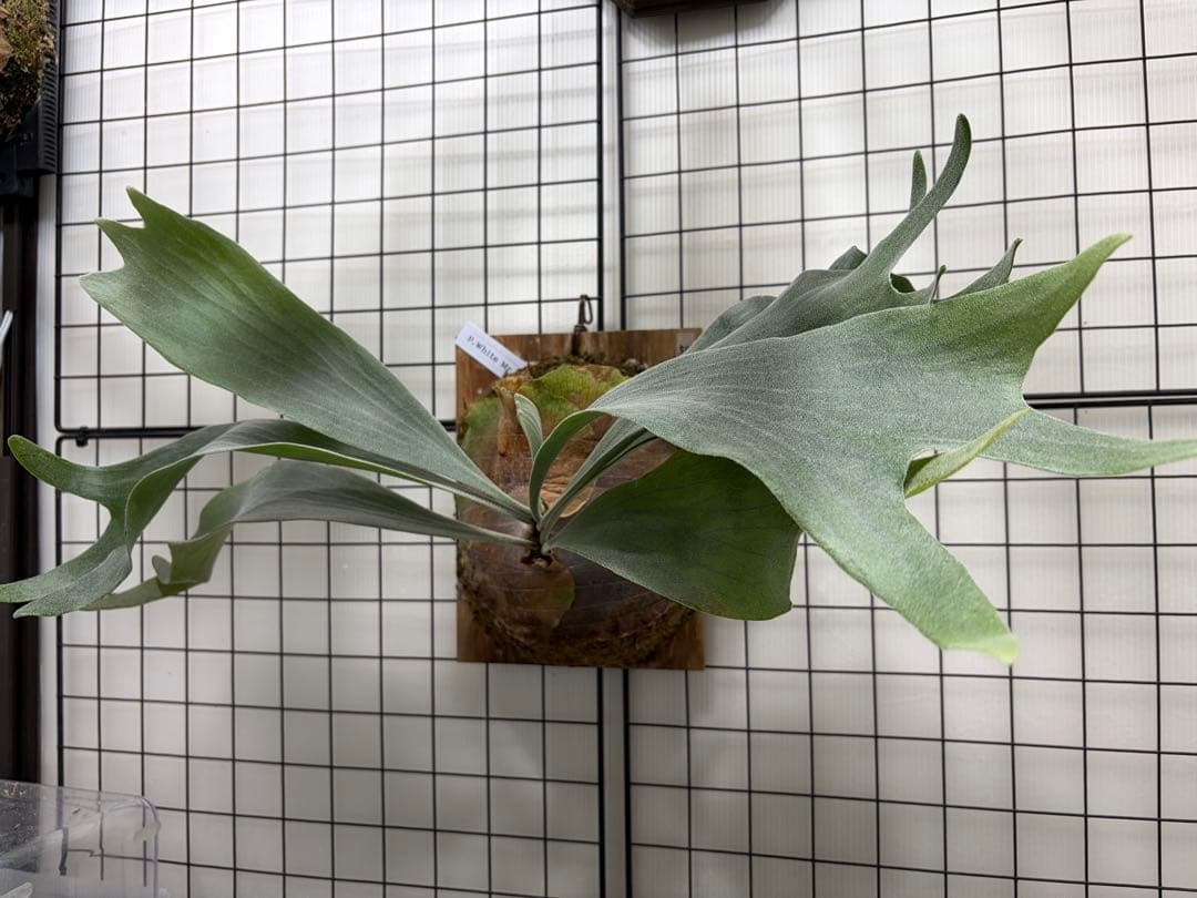 ビカクシダ　ホワイトミスターオート　板付