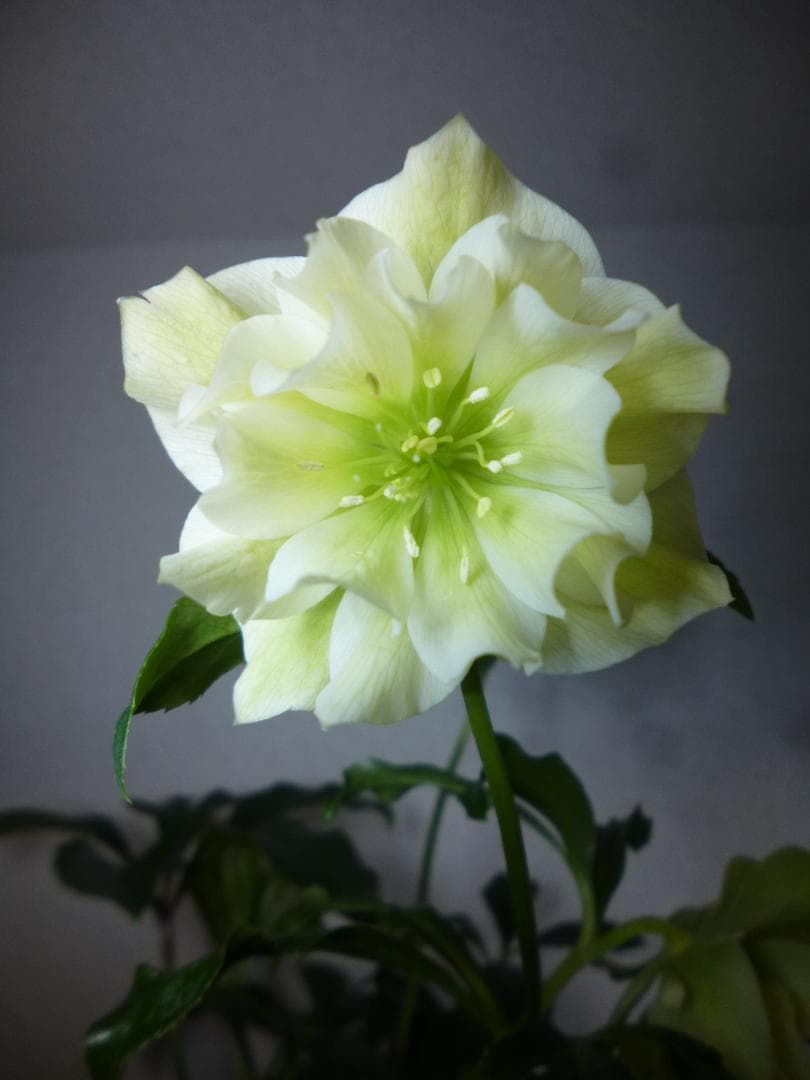 八重咲クリスマスローズ開花株5株　紫覆輪、多弁花等