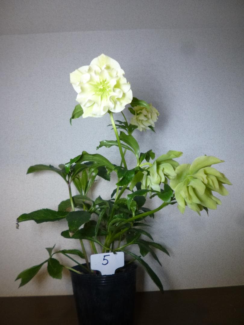 八重咲クリスマスローズ開花株5株　紫覆輪、多弁花等