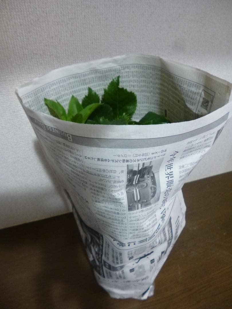 八重咲クリスマスローズ開花株5株　紫覆輪、多弁花等