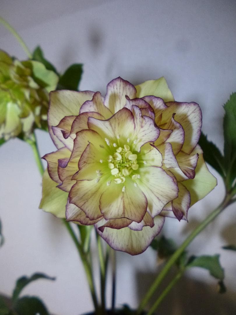 八重咲クリスマスローズ開花株5株　紫覆輪、多弁花等