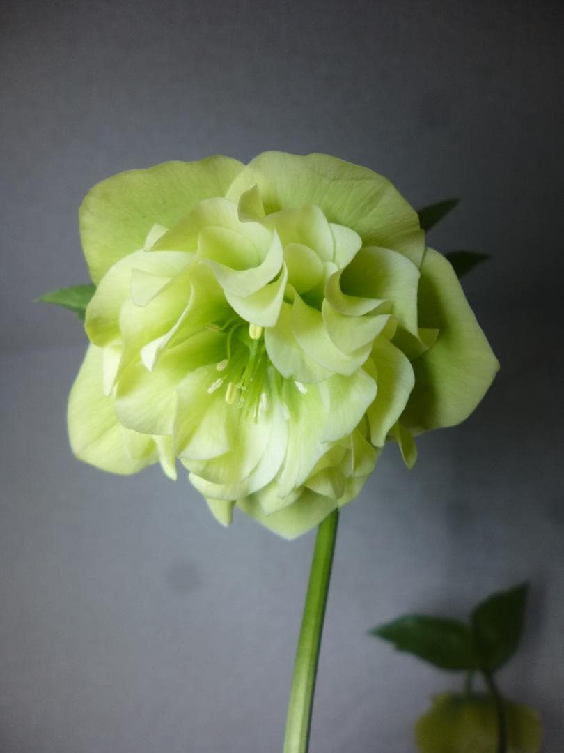 八重咲クリスマスローズ開花株5株　紫覆輪、多弁花等