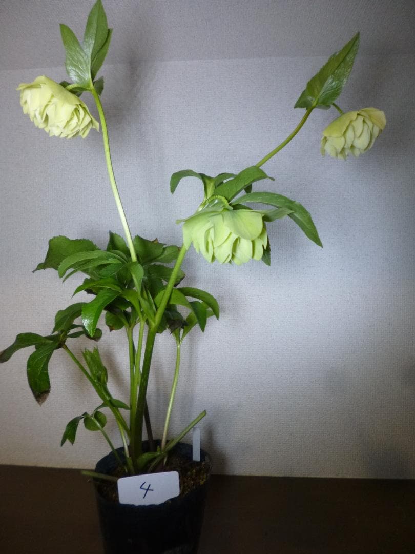 八重咲クリスマスローズ開花株5株　紫覆輪、多弁花等