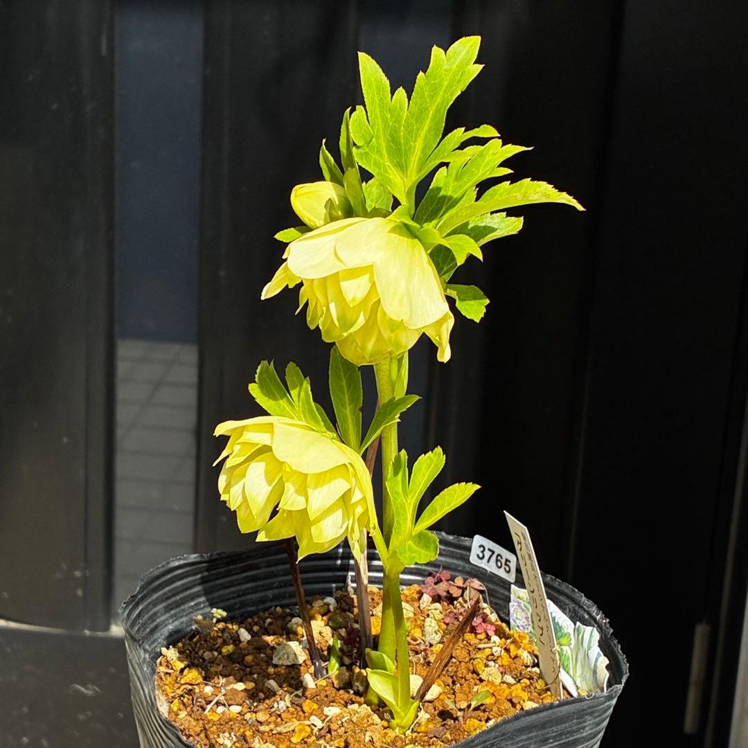 3765☘️タグ付☘️３年間管理株☘️⭐️グリーンリップ ⭐️コンパクトフォルム⭐️曽田園芸