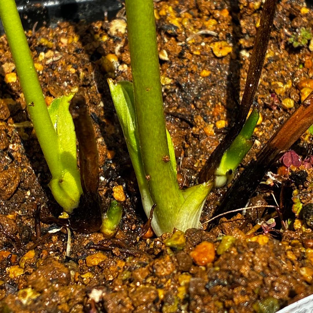 3765☘️タグ付☘️３年間管理株☘️⭐️グリーンリップ ⭐️コンパクトフォルム⭐️曽田園芸