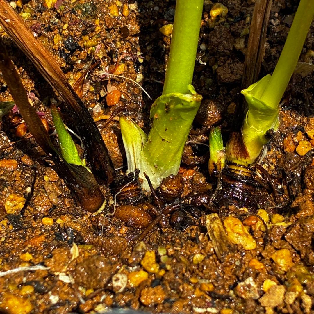 3765☘️タグ付☘️３年間管理株☘️⭐️グリーンリップ ⭐️コンパクトフォルム⭐️曽田園芸