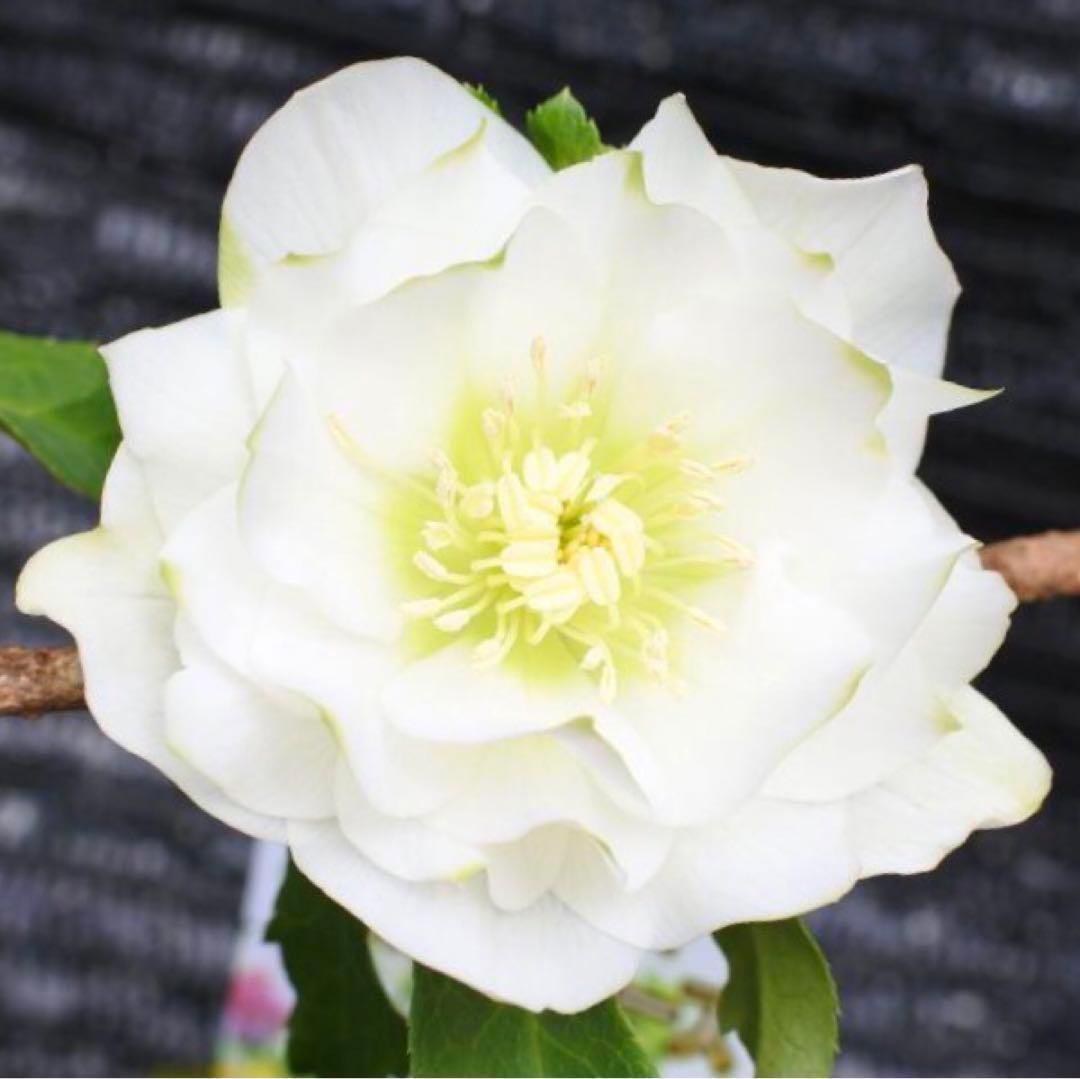 3765☘️タグ付☘️３年間管理株☘️⭐️グリーンリップ ⭐️コンパクトフォルム⭐️曽田園芸