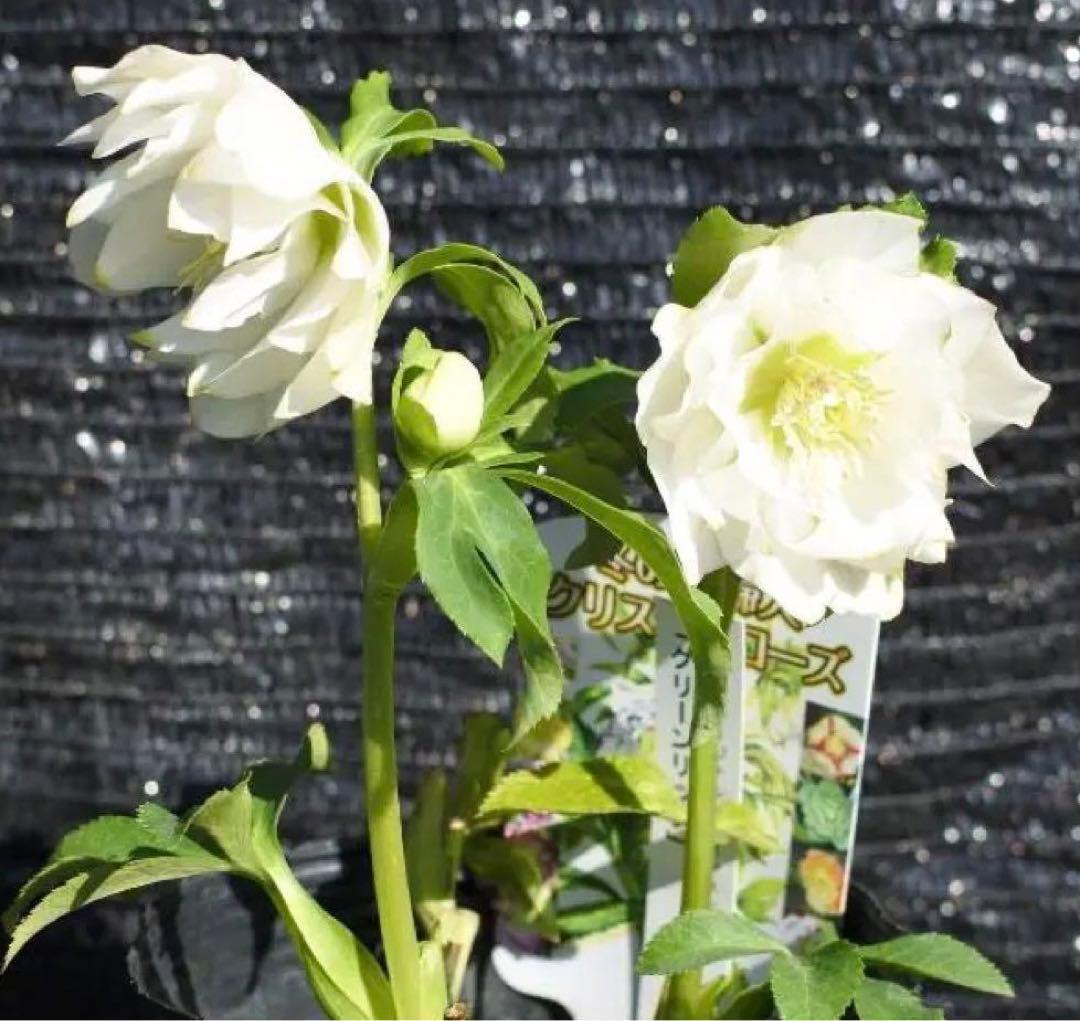 3765☘️タグ付☘️３年間管理株☘️⭐️グリーンリップ ⭐️コンパクトフォルム⭐️曽田園芸