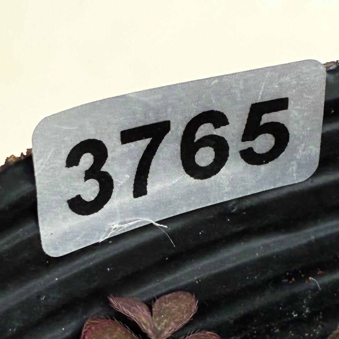 3765☘️タグ付☘️３年間管理株☘️⭐️グリーンリップ ⭐️コンパクトフォルム⭐️曽田園芸