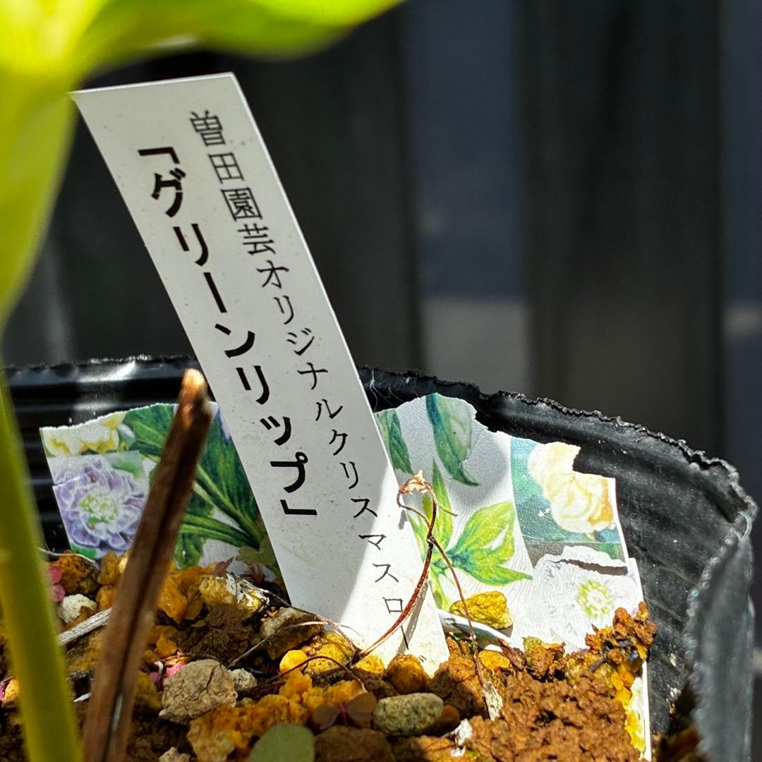 3765☘️タグ付☘️３年間管理株☘️⭐️グリーンリップ ⭐️コンパクトフォルム⭐️曽田園芸