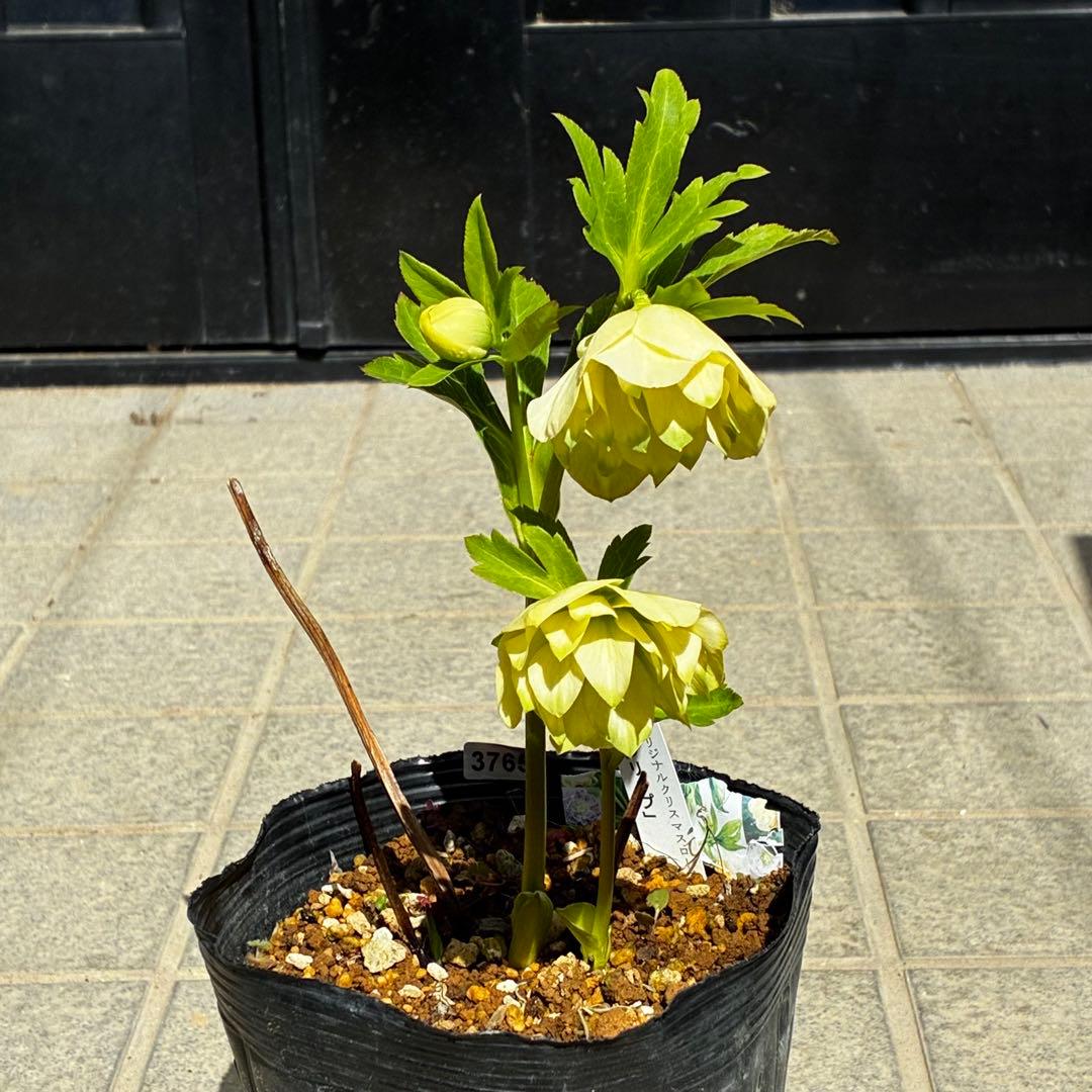 3765☘️タグ付☘️３年間管理株☘️⭐️グリーンリップ ⭐️コンパクトフォルム⭐️曽田園芸