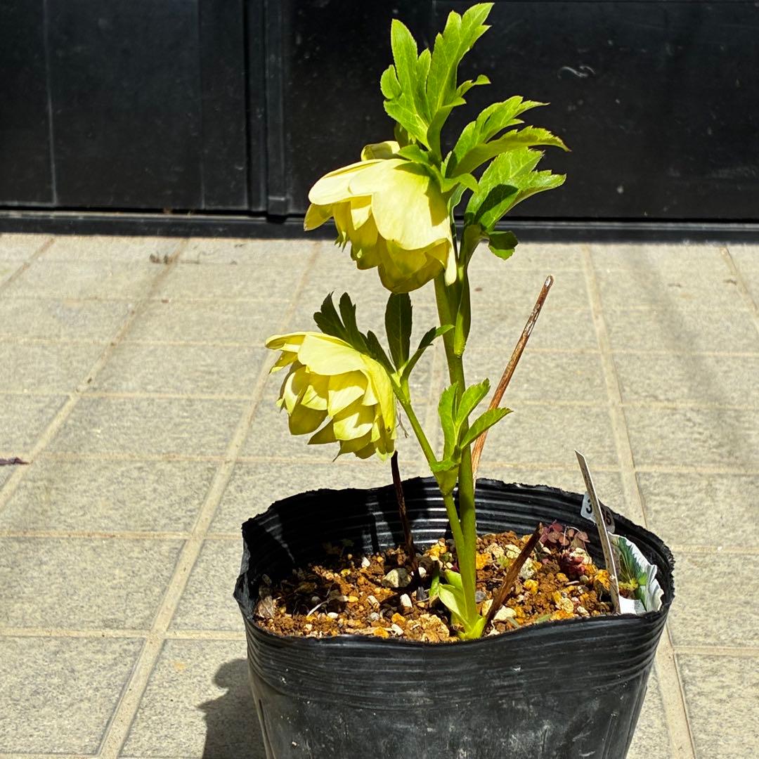 3765☘️タグ付☘️３年間管理株☘️⭐️グリーンリップ ⭐️コンパクトフォルム⭐️曽田園芸