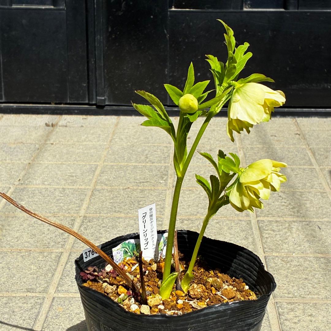 3765☘️タグ付☘️３年間管理株☘️⭐️グリーンリップ ⭐️コンパクトフォルム⭐️曽田園芸