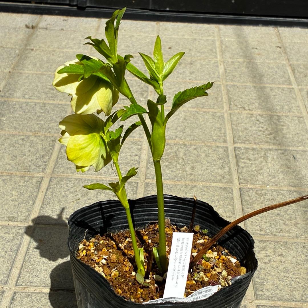 3765☘️タグ付☘️３年間管理株☘️⭐️グリーンリップ ⭐️コンパクトフォルム⭐️曽田園芸