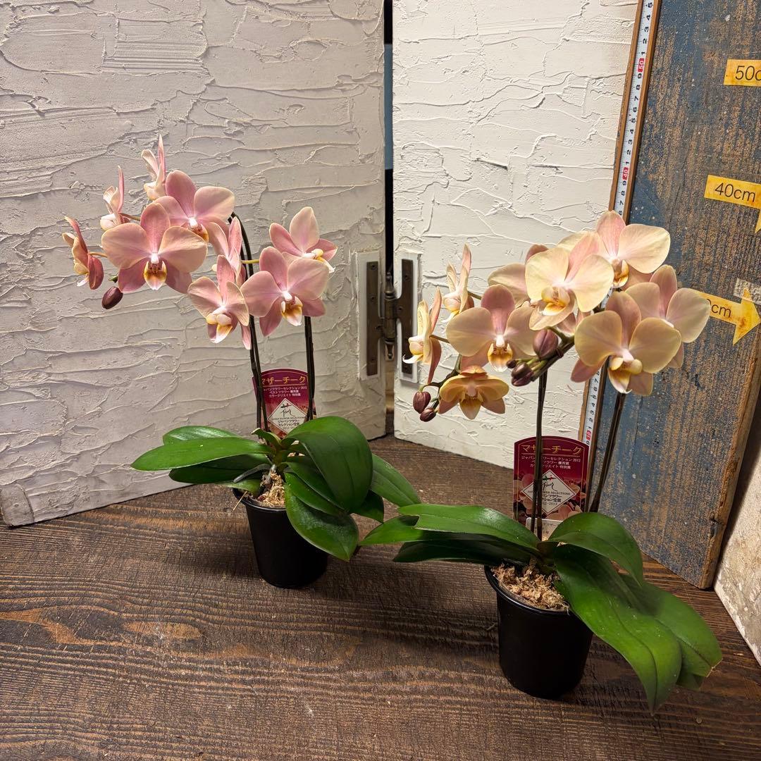【特選】　胡蝶蘭　マザーチーク　2本立ち2株　ファレノプシス