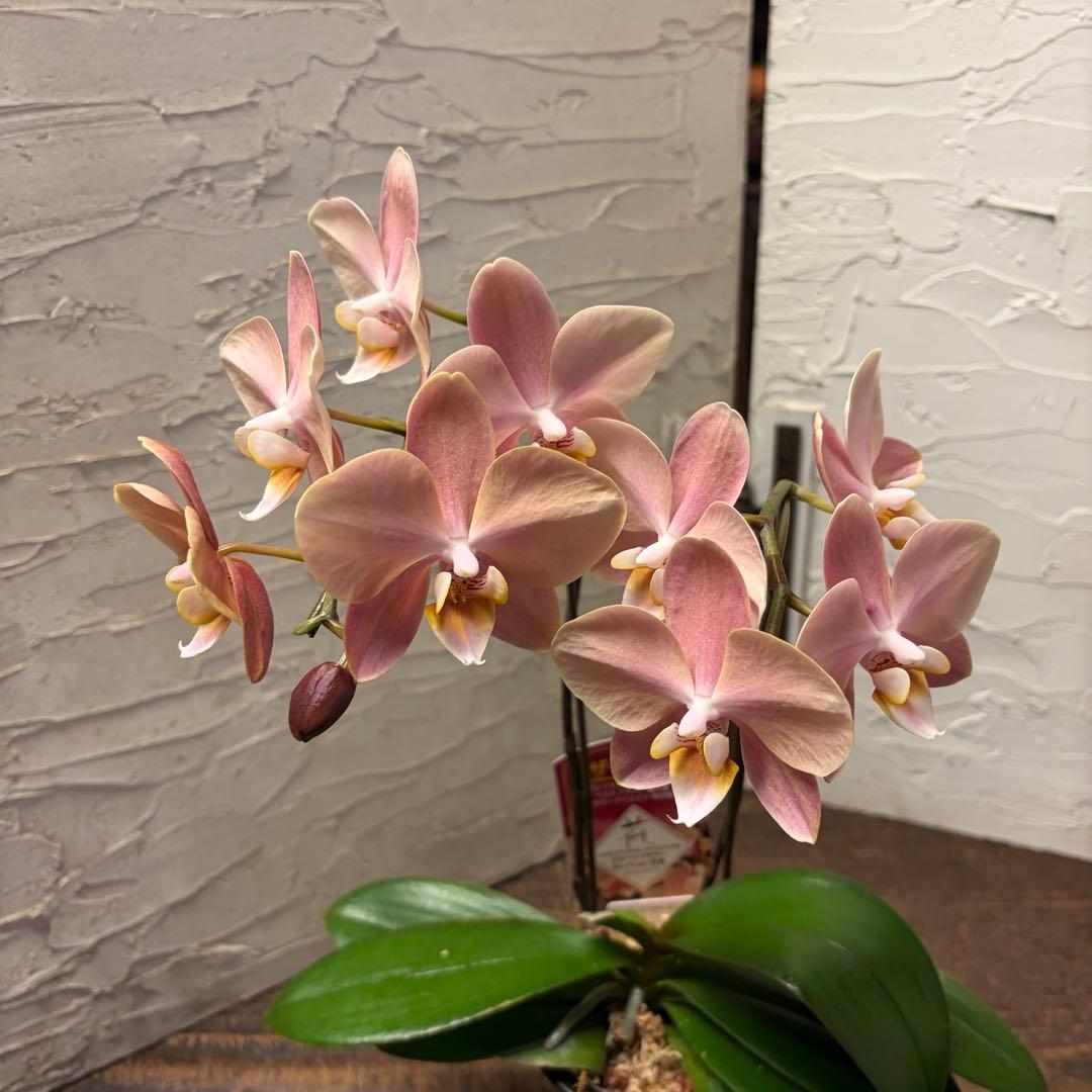 【特選】　胡蝶蘭　マザーチーク　2本立ち2株　ファレノプシス