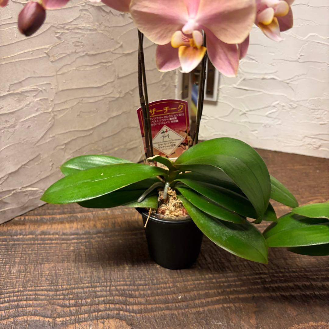 【特選】　胡蝶蘭　マザーチーク　2本立ち2株　ファレノプシス