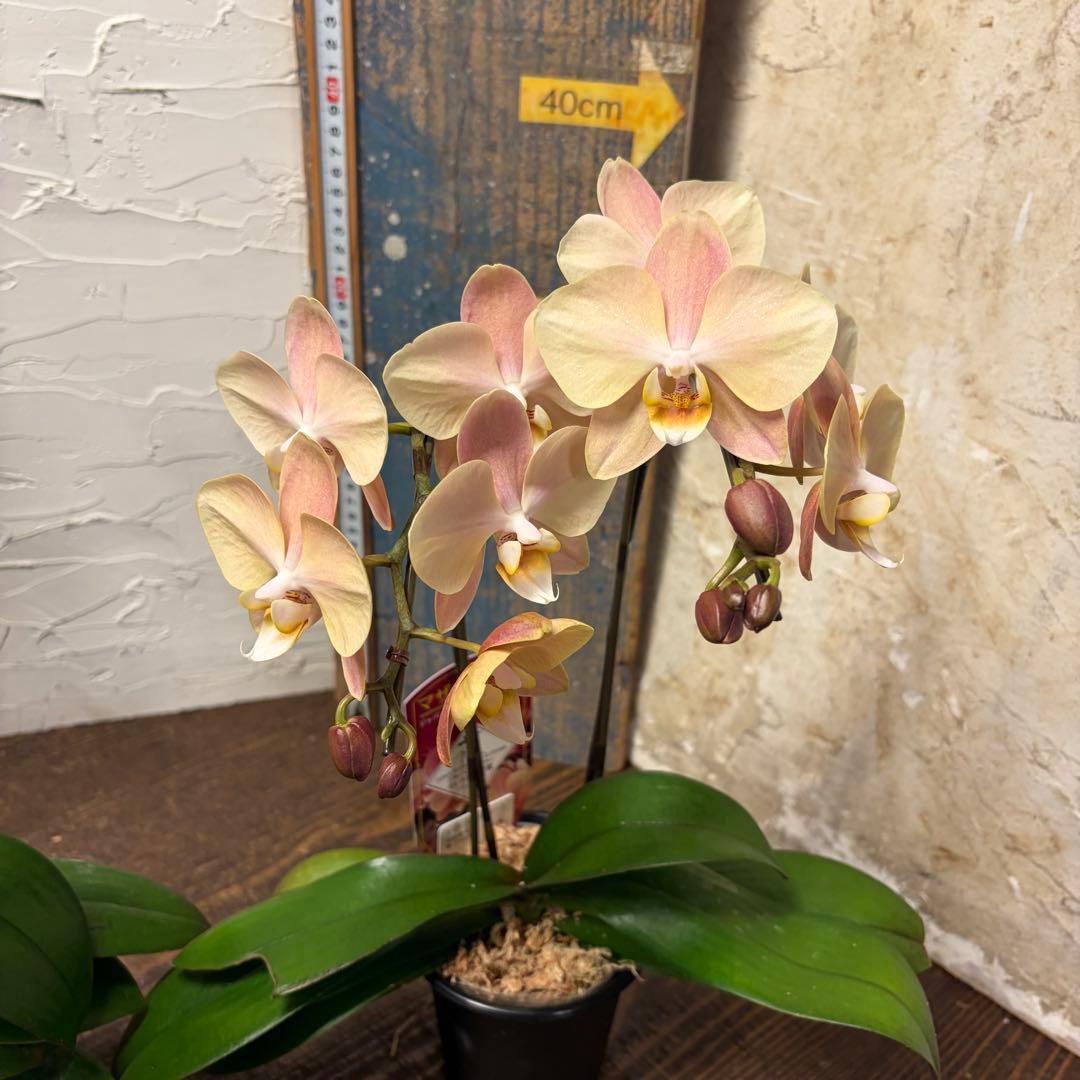 【特選】　胡蝶蘭　マザーチーク　2本立ち2株　ファレノプシス