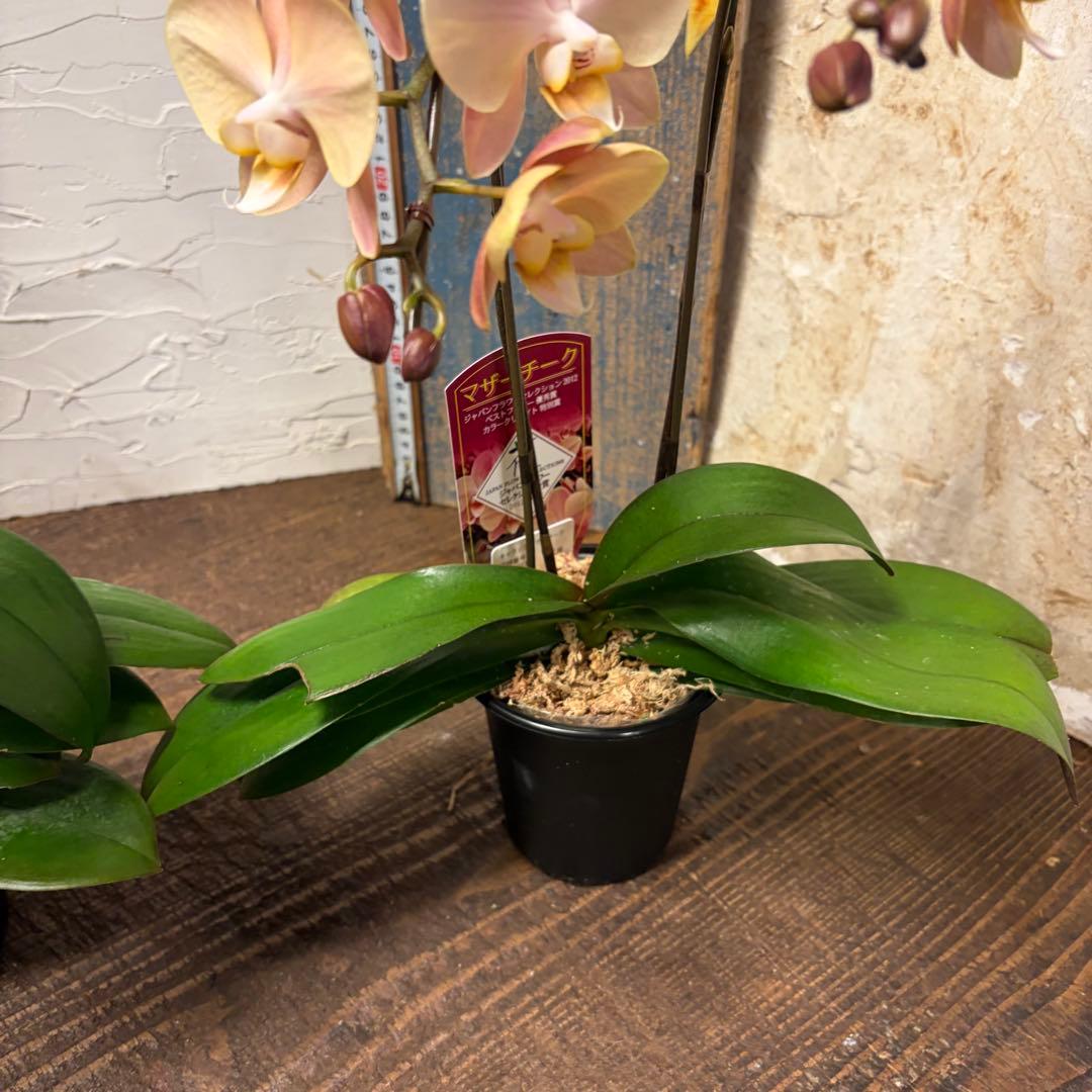 【特選】　胡蝶蘭　マザーチーク　2本立ち2株　ファレノプシス