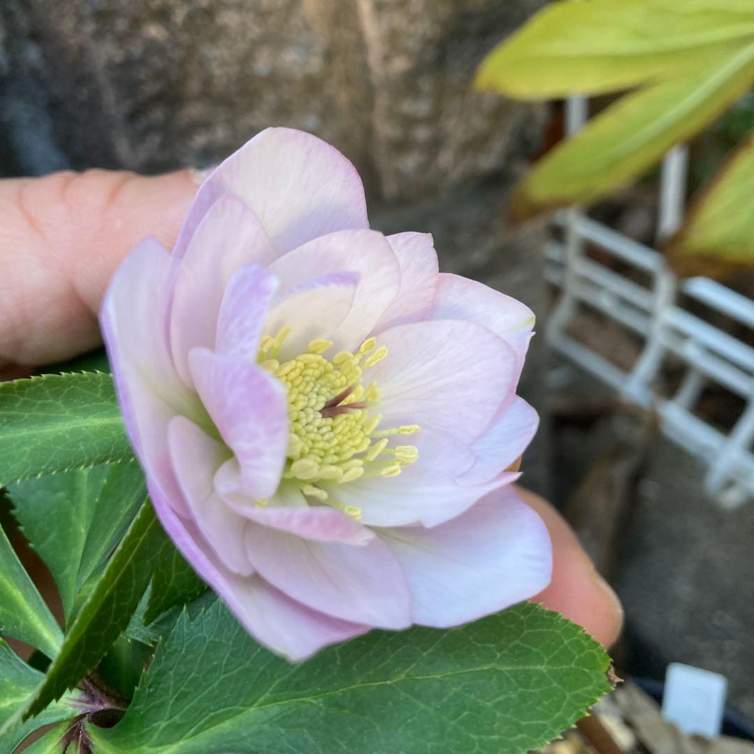 クリスマスローズ　ピンクダブル