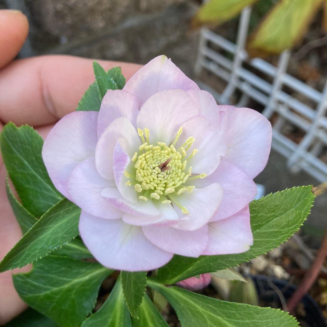 クリスマスローズ　ピンクダブル