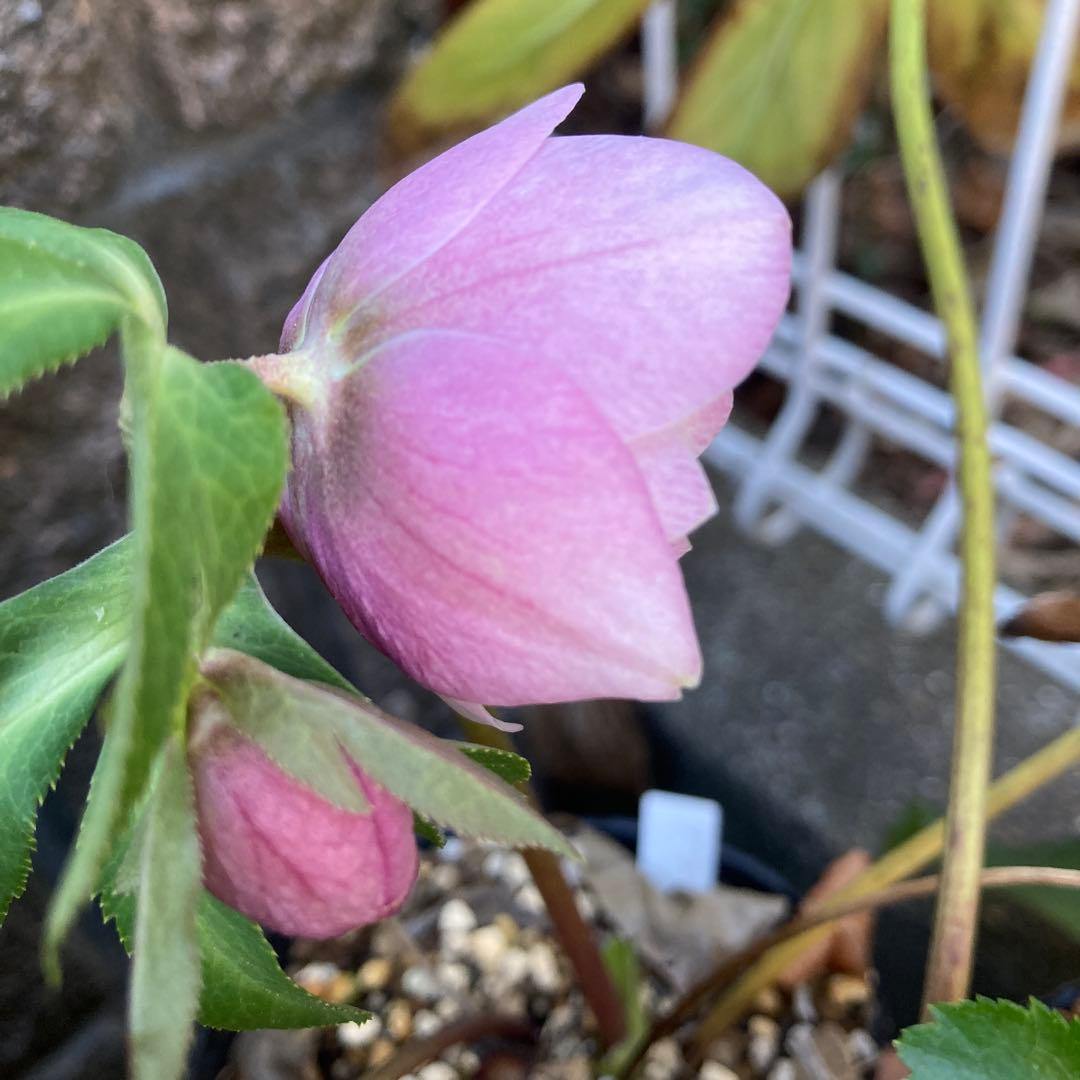 クリスマスローズ　ピンクダブル