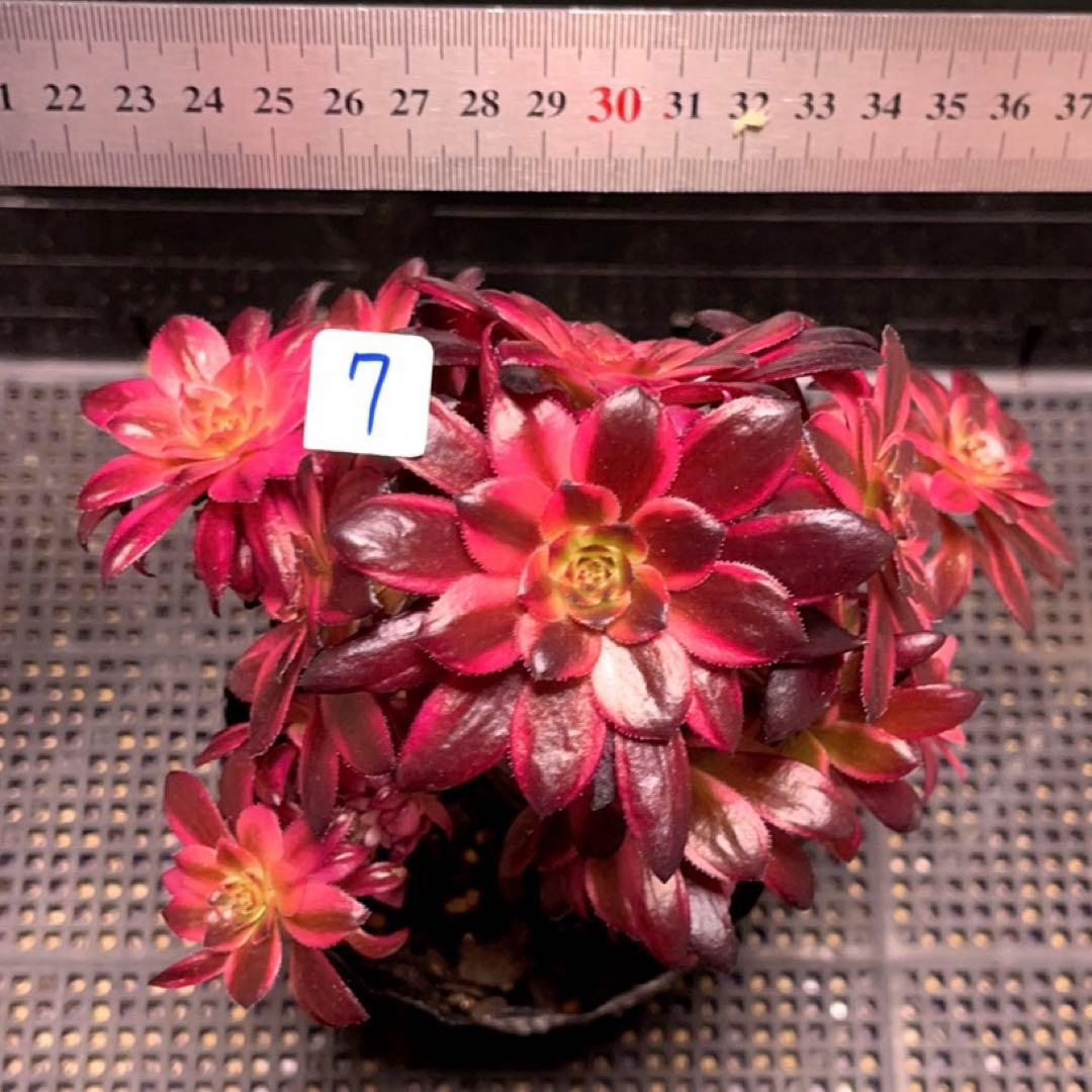 7#多肉植物アエオニウム錦❤️ 花火❤️12頭17cm拔き苗