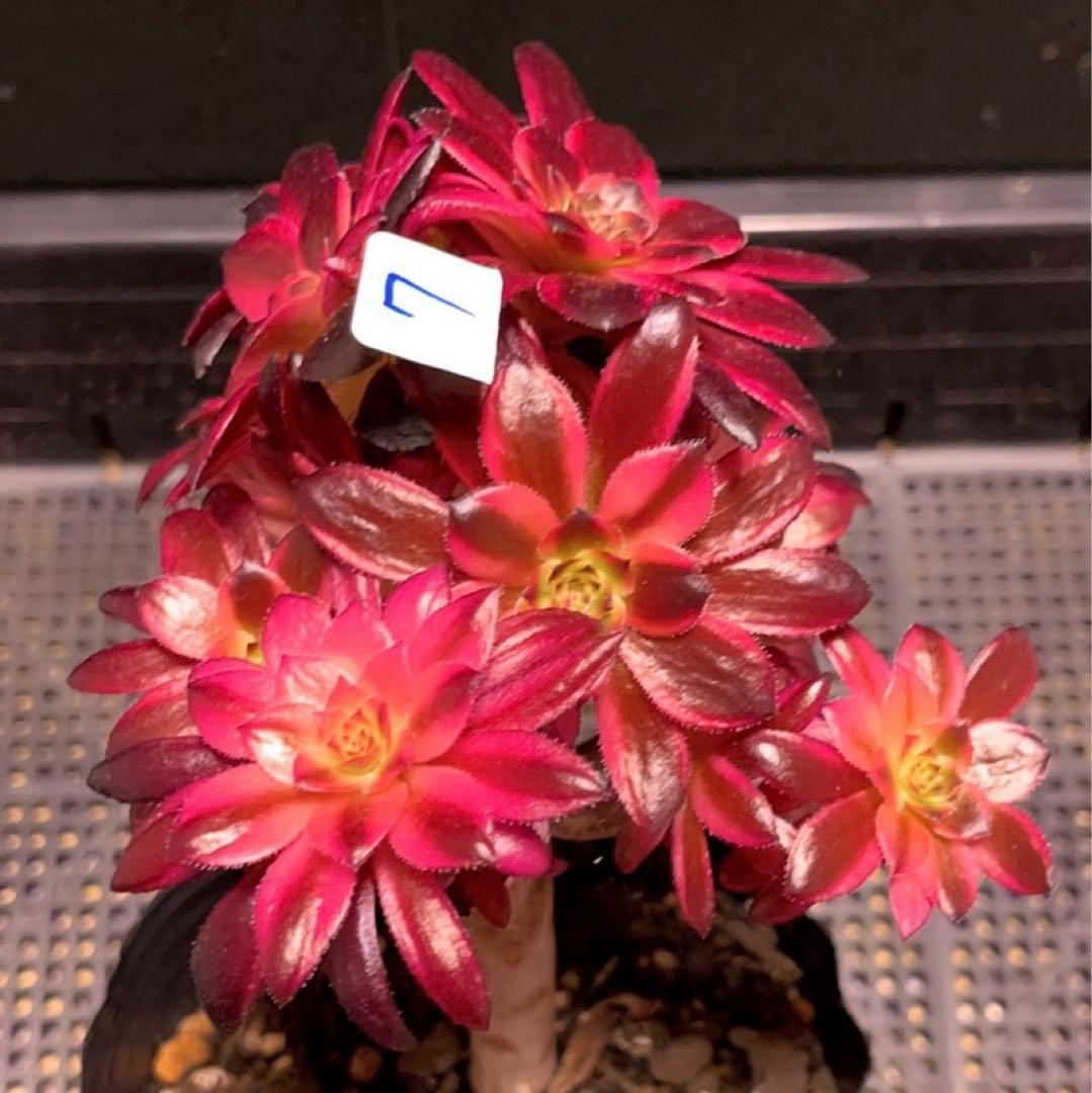 7#多肉植物アエオニウム錦❤️ 花火❤️12頭17cm拔き苗