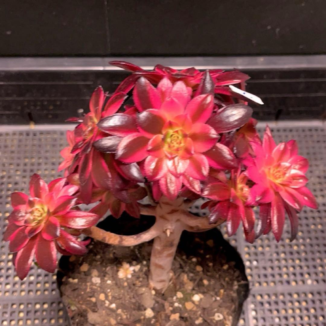 7#多肉植物アエオニウム錦❤️ 花火❤️12頭17cm拔き苗