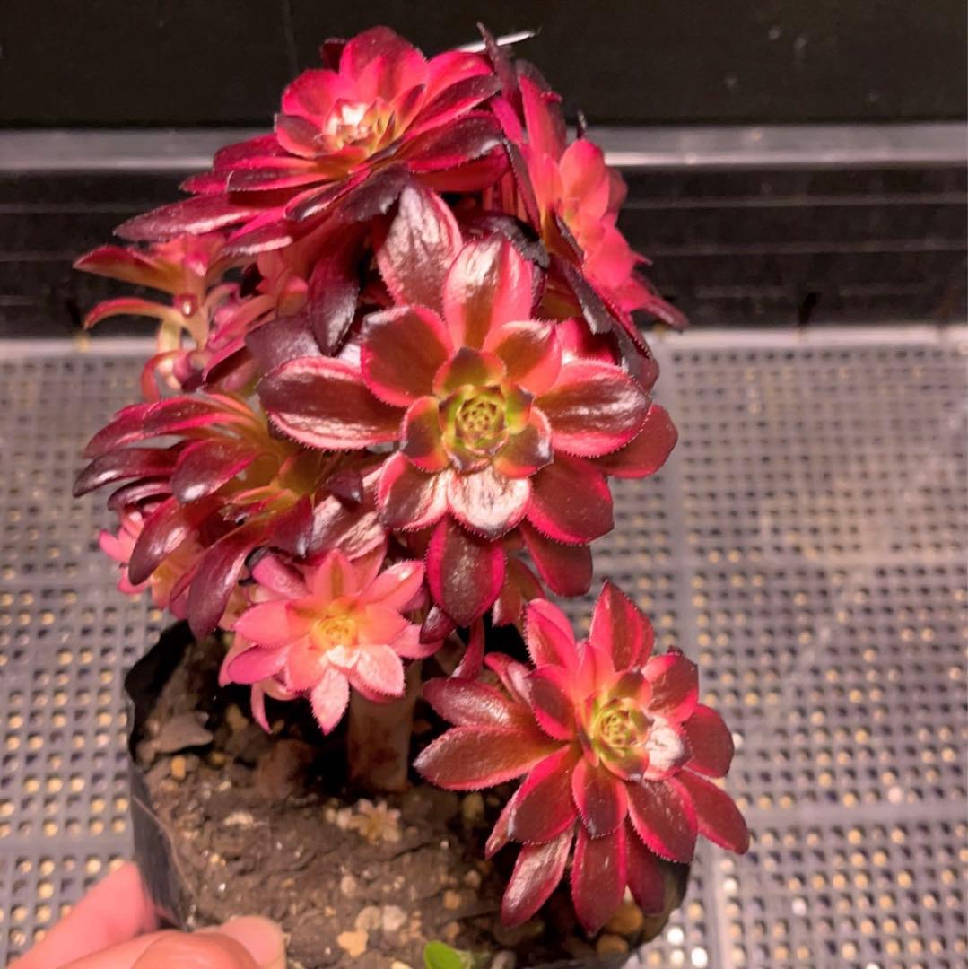 7#多肉植物アエオニウム錦❤️ 花火❤️12頭17cm拔き苗