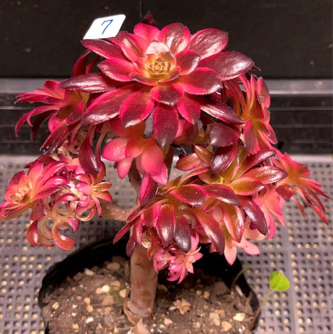 7#多肉植物アエオニウム錦❤️ 花火❤️12頭17cm拔き苗