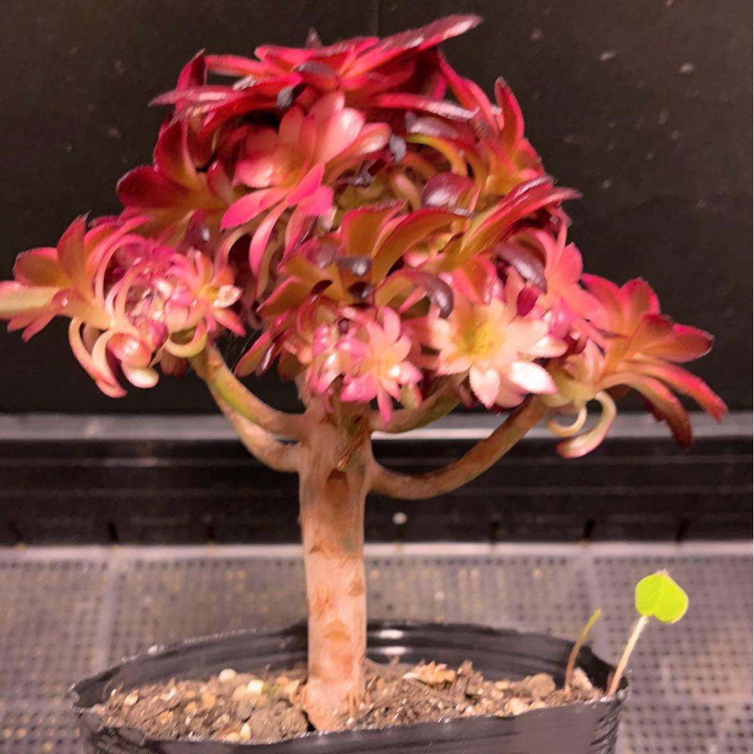 7#多肉植物アエオニウム錦❤️ 花火❤️12頭17cm拔き苗