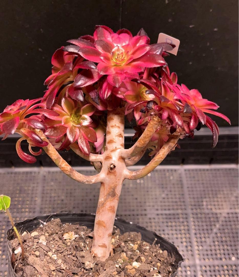 7#多肉植物アエオニウム錦❤️ 花火❤️12頭17cm拔き苗