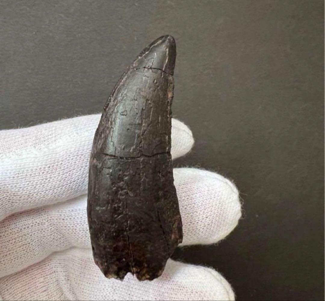 ティラノサウルス・レックスの歯化石　約48mm タールブラック