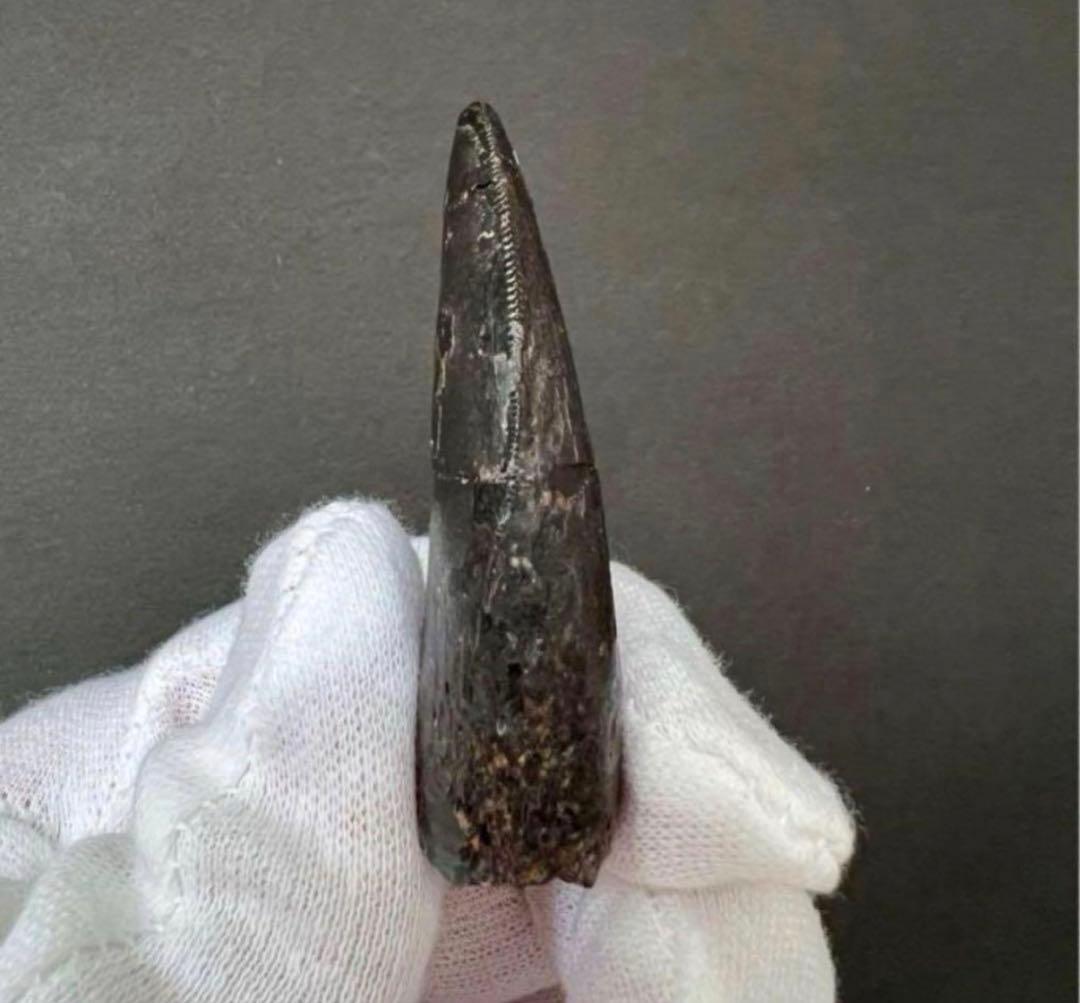 ティラノサウルス・レックスの歯化石　約48mm タールブラック