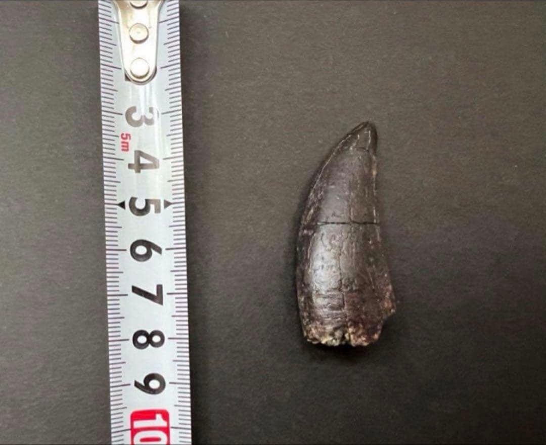 ティラノサウルス・レックスの歯化石　約48mm タールブラック