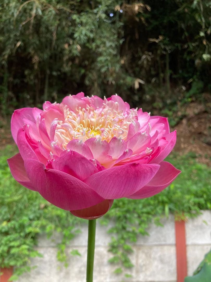 花蓮苗　蓮根　Pink ♡den