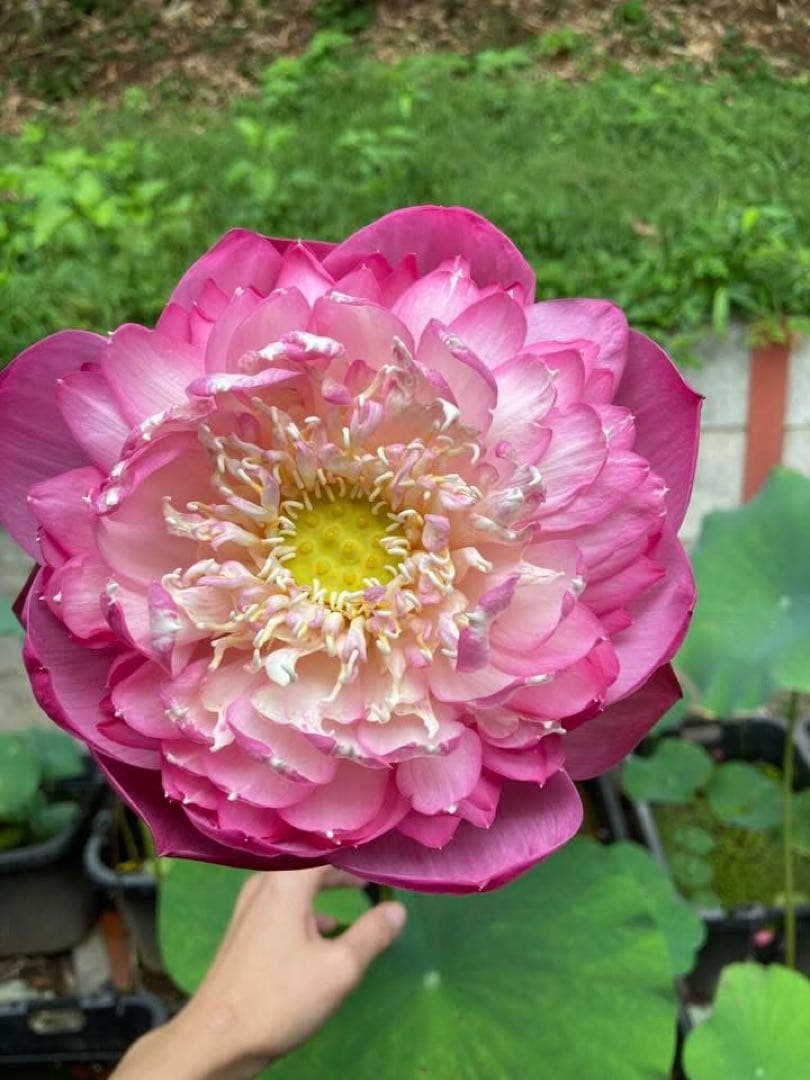 花蓮苗　蓮根　Pink ♡den