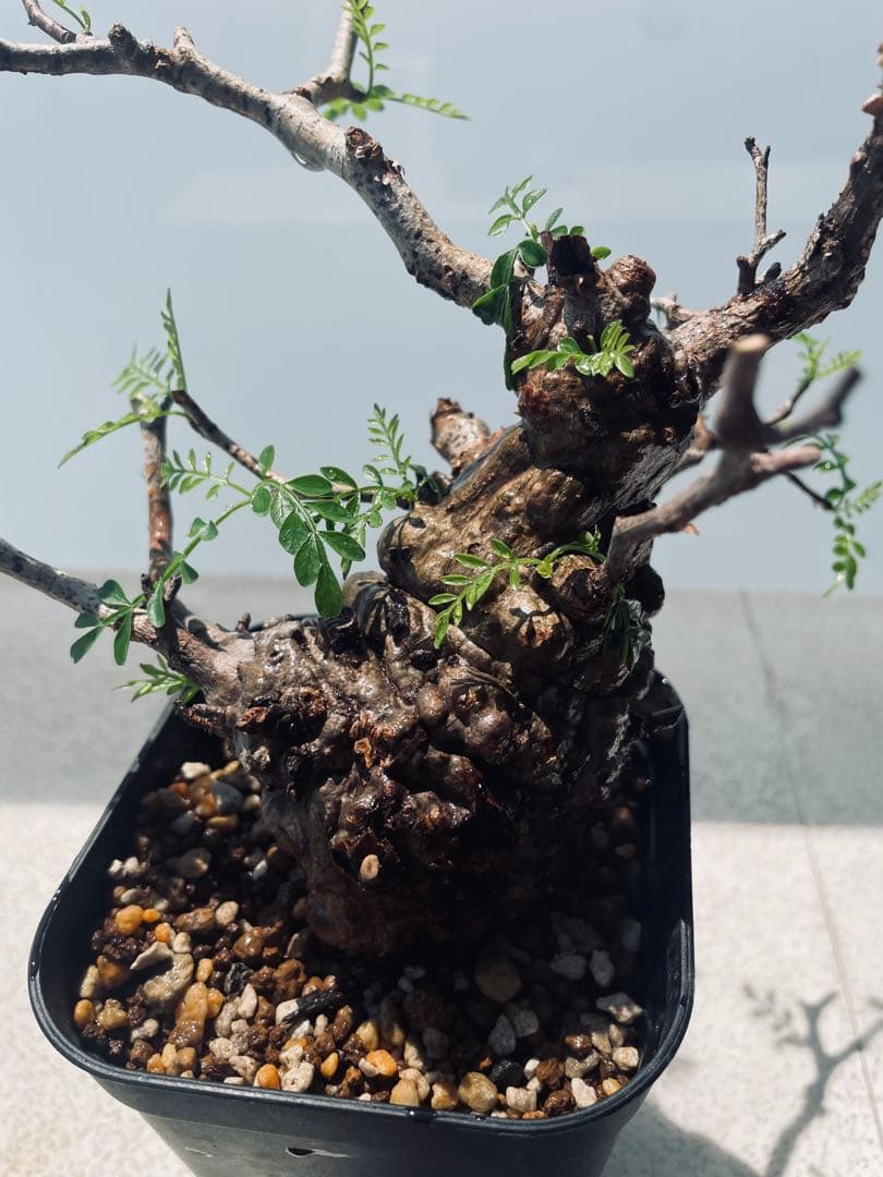 【発根済み限定3株】オペルクリカリア・パキプス②