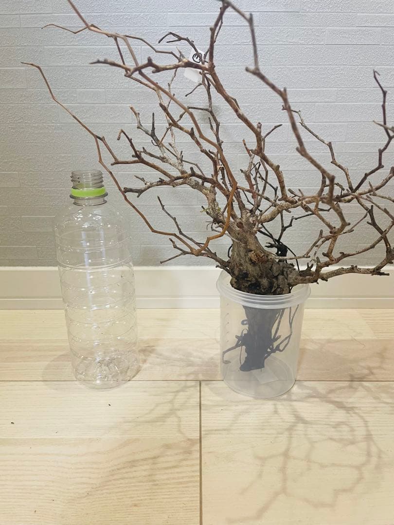 【発根済み限定3株】オペルクリカリア・パキプス②