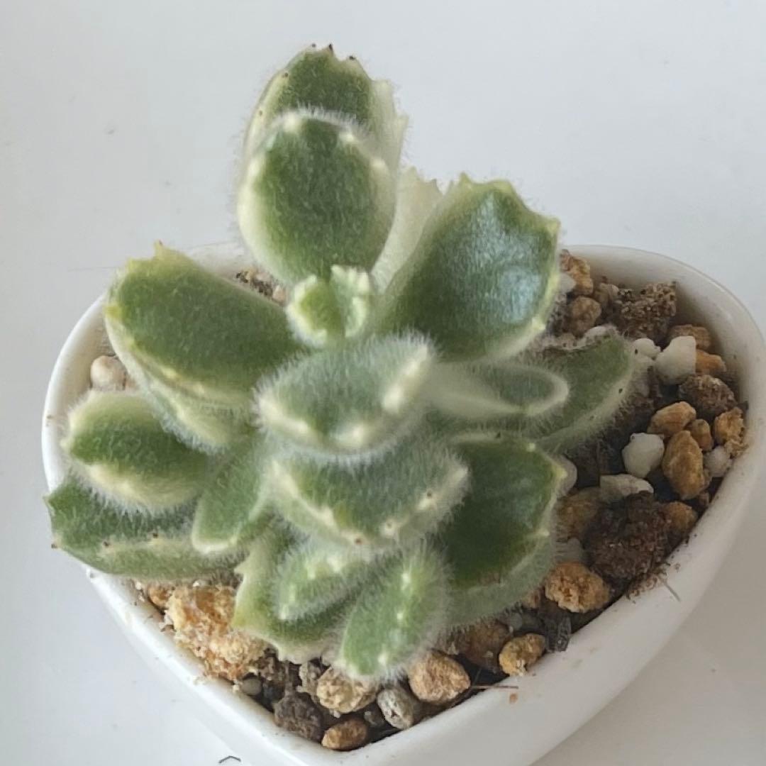 おまとめ中！多肉植物^o^  熊童子錦　白斑