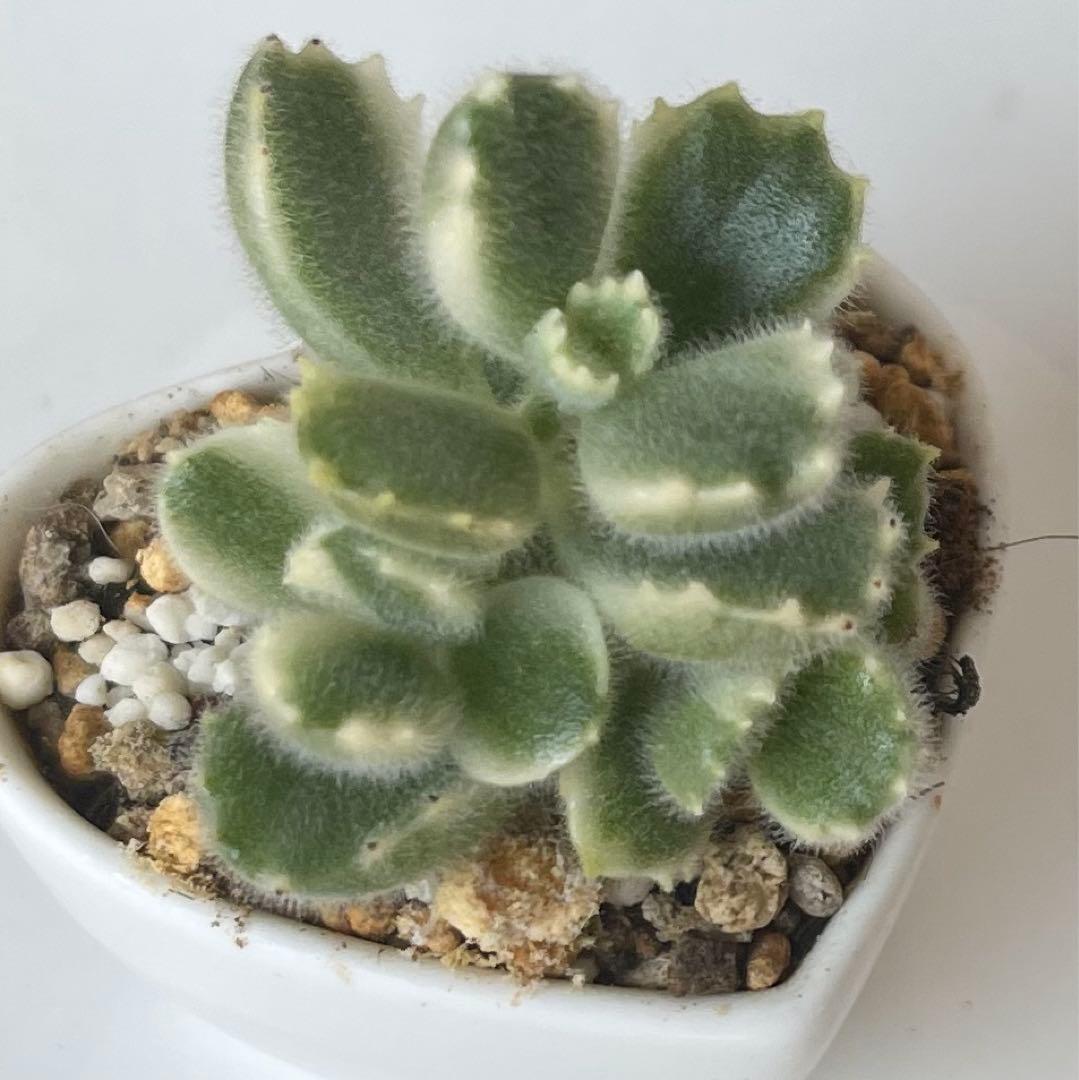 おまとめ中！多肉植物^o^  熊童子錦　白斑
