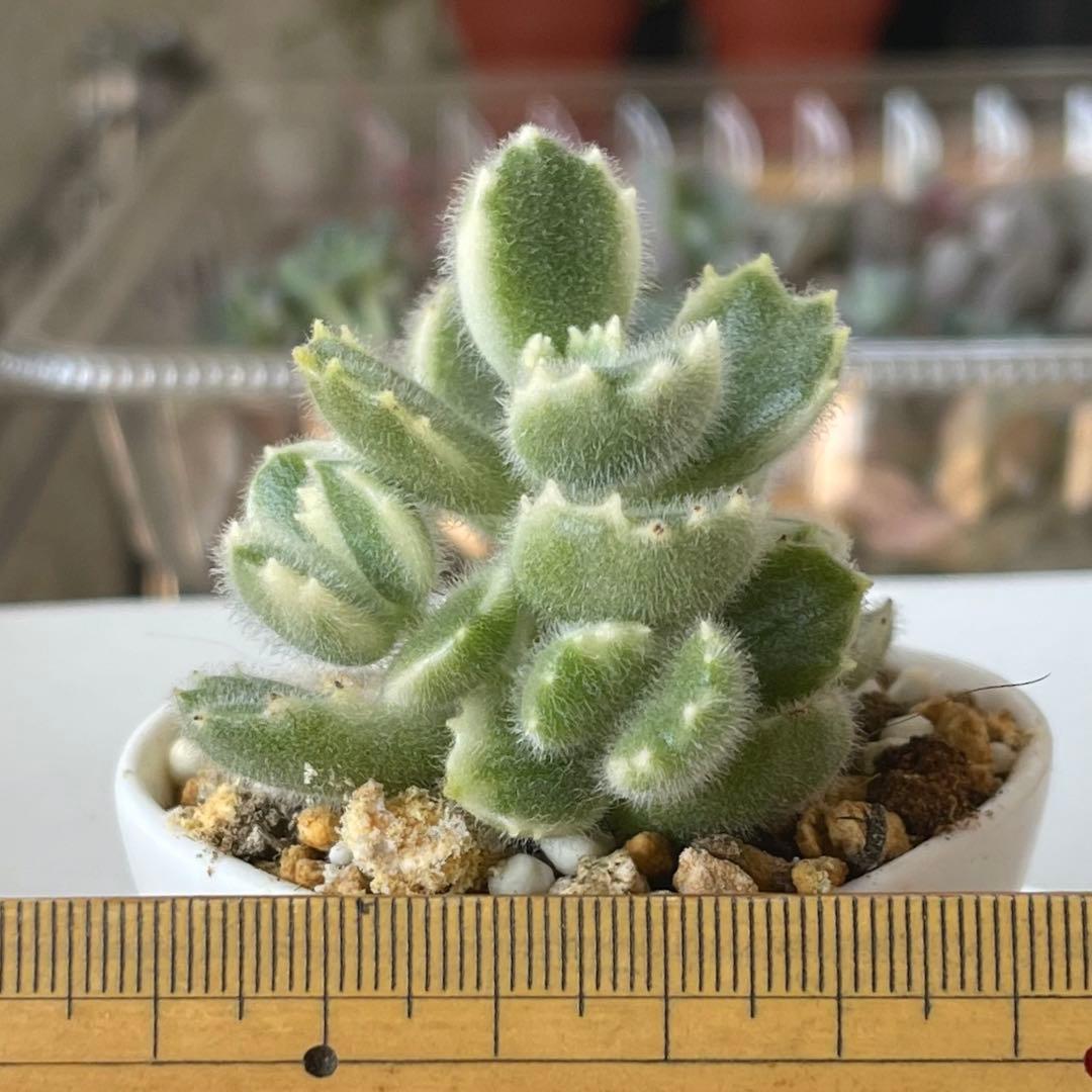 おまとめ中！多肉植物^o^  熊童子錦　白斑