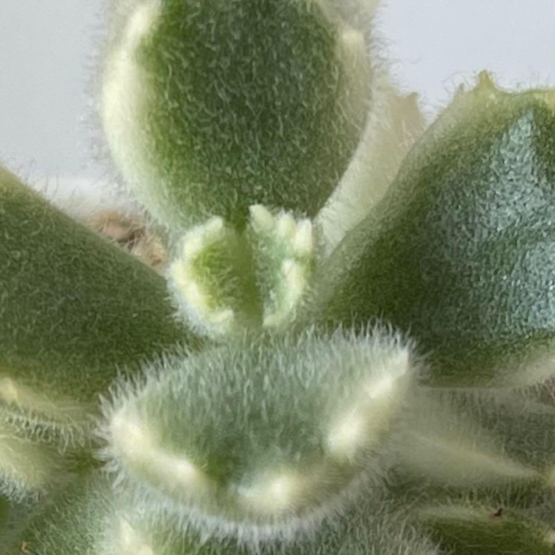 おまとめ中！多肉植物^o^  熊童子錦　白斑