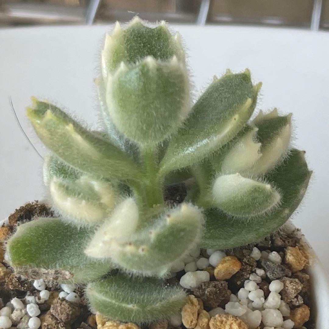 おまとめ中！多肉植物^o^  熊童子錦　白斑
