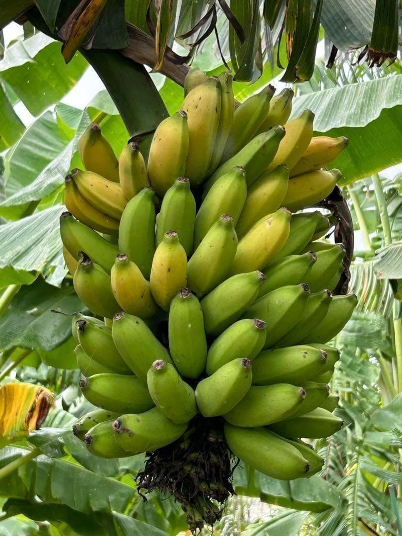木熟可、140㎝巨大◆ゴールドバナナ。低木、耐病、耐寒強◆バナナ苗。初心者向け