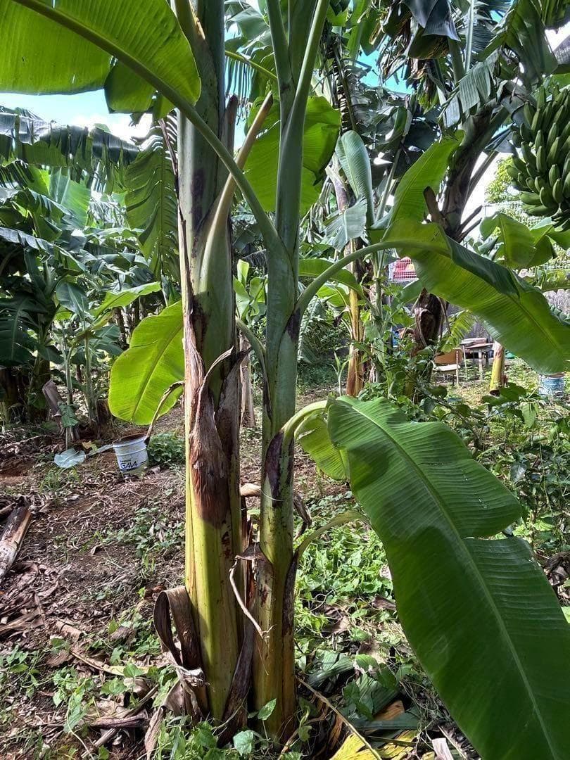 木熟可、140㎝巨大◆ゴールドバナナ。低木、耐病、耐寒強◆バナナ苗。初心者向け