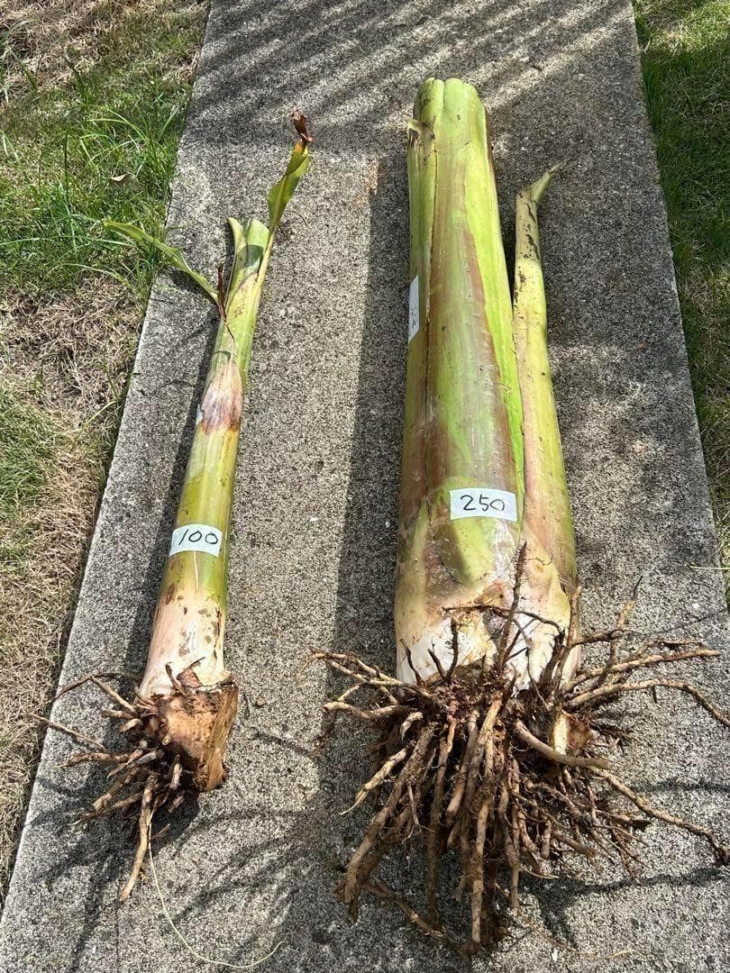 木熟可、140㎝巨大◆ゴールドバナナ。低木、耐病、耐寒強◆バナナ苗。初心者向け